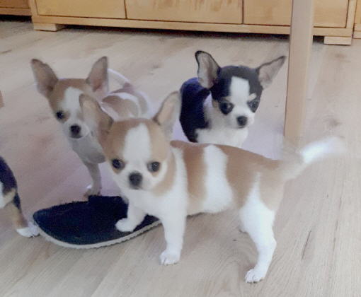 Chihuahua welpen mini kurzhaar Mini Teacup